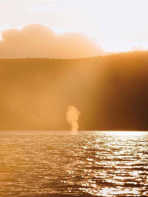 Retour sur un moment magique offert par la nature 🐋

Après Charlevoix, direction Les Escoumins pour une croisière sur le fleuve à la rencontre des baleines. Même si la saison touchait à sa fin, on a eu la chance d’apercevoir plusieurs rorquals communs, le deuxième plus grand mammifère au monde !

Les voir remonter à la surface pour respirer, souffler un nuage d’air avant de replonger, c’est tellement beau 💙

Et juste avant de repartir, on a aperçu au loin une dernière baleine remonter à la surface, face au coucher de soleil… On distinguait à peine sa silhouette, mais son souffle se voyait nettement avec la lumière dorée à contre jour ✨ Un moment magnifique pour clore cette croisière en beauté 🌅

Petite déception tout de même sur un point 😟 je m’attendais à voir la fameuse queue des baleines (comme on le voit sur toutes les photos), mais en réalité c’est assez rare et elle s’observe principalement chez les rorquals à bosse ou les baleines bleues.
Et voir une baleine sauter hors de l’eau doit être un spectacle grandiose, mais c’est quelque chose de vraiment rare… pour le coup, je m’en doutais 😅

En tout cas, j’ai fait cette sortie avec la croisière Du Fleuve (suite à vos nombreuses recommandations) et je ne peux que les recommander à mon tour 😌
Leur approche est respectueuse : un petit groupe à bord du zodiac, pas de microphone pour éviter de déranger la faune, et des distances toujours maintenues pour préserver le bien-être des animaux avant tout 🫶

Les baleines quittent la région durant l’hiver pour aller vers des eaux plus chaude… mais on les retrouvera l’année prochaine 🥰