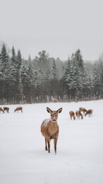 À ajouter à ta bucket list cet hiver ✨

Le parc Oméga, une expérience incroyable à vivre au Québec 🥹🤍

Le parcours se fait principalement en voiture, entre orignaux, caribous, loups, bisons, renards et bien d’autres animaux 🥰 Mais il y a aussi une zone piétonne avec de jeunes wapitis 🦌

Tu peux nourrir les cervidés avec des carottes 🥕 À acheter sur place au centre d’accueil à l’entrée et à la zone piétonne à mi-parcours s’il t’en manque. Tu peux aussi en apporter de l’extérieur, c’est généralement moins cher.

En été, on peut voir des ours, mais à cette période de l’année, ils sont en hibernation 💤

🫎 Parc Oméga
📍 Montebello, Québec
🎟️ 50$ par adulte
🚗 1h30 de Montréal I 3h45 de Québec

Abonne-toi à @desousa.cindy pour plus de contenu ❄️