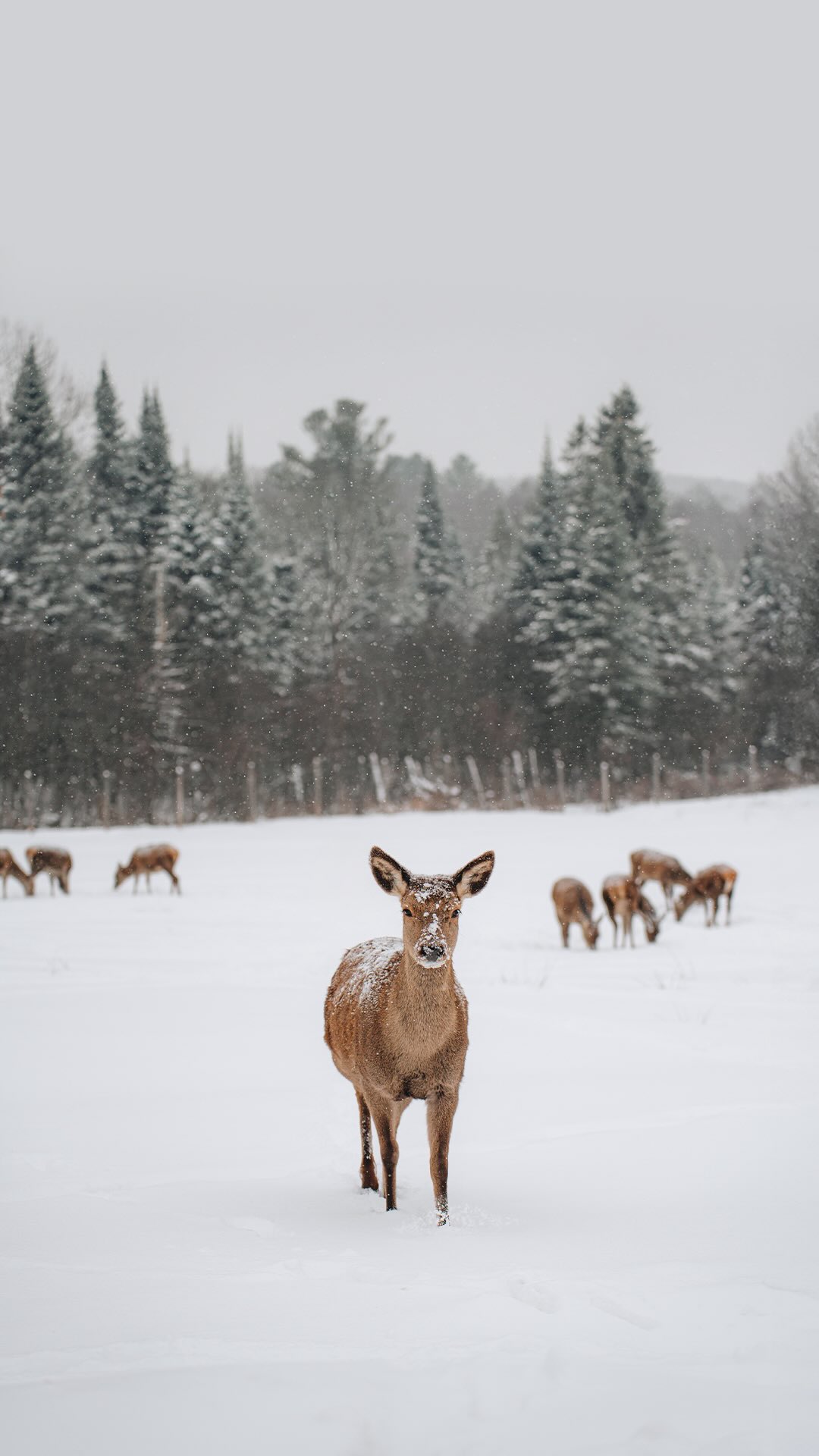 À ajouter à ta bucket list cet hiver ✨

Le parc Oméga, une expérience incroyable à vivre au Québec 🥹🤍

Le parcours se fait principalement en voiture, entre orignaux, caribous, loups, bisons, renards et bien d’autres animaux 🥰 Mais il y a aussi une zone piétonne avec de jeunes wapitis 🦌

Tu peux nourrir les cervidés avec des carottes 🥕 À acheter sur place au centre d’accueil à l’entrée et à la zone piétonne à mi-parcours s’il t’en manque. Tu peux aussi en apporter de l’extérieur, c’est généralement moins cher.

En été, on peut voir des ours, mais à cette période de l’année, ils sont en hibernation 💤

🫎 Parc Oméga
📍 Montebello, Québec
🎟️ 50$ par adulte
🚗 1h30 de Montréal I 3h45 de Québec

Abonne-toi à @desousa.cindy pour plus de contenu ❄️