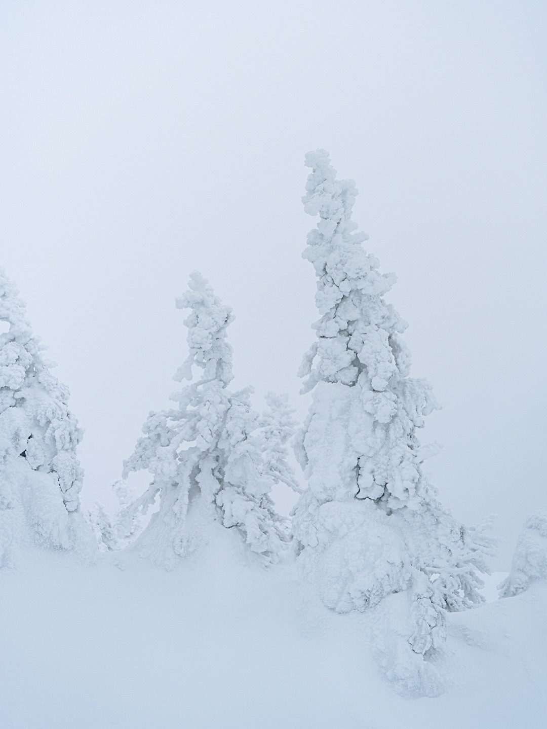 La nature figée sous la neige et le silence ❄️🌨️

📍Parc national des Monts-Valin

.
.
.
.

#parcnationaldesmontsvalin #winterquebec #saguenaylacsaintjean #valleedesfantomes