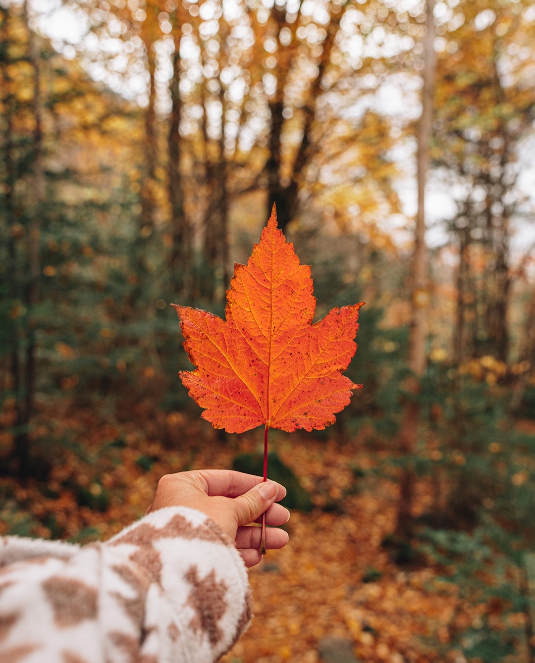 L’automne est officiellement là 🍂

Les feuilles qui changent de couleur, les week-ends en chalet, les balades où on s’arrête toutes les deux minutes pour prendre une photo, les randonnées en nature… 🥹

C’est tous ces moments que j’aime tellement avec l’automne, les couleurs sont vraiment partout, peu importe où tu vas, et parfois même dans des endroits où tu ne t’y attendais pas 🥹🍂

Et ce week-end, on part en chalet pour profiter des premières couleurs en nature, j’ai si hâte 🥰

Où tu prévois d’aller profiter des couleurs cette année ? ☺️